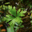 小白撐(植物)