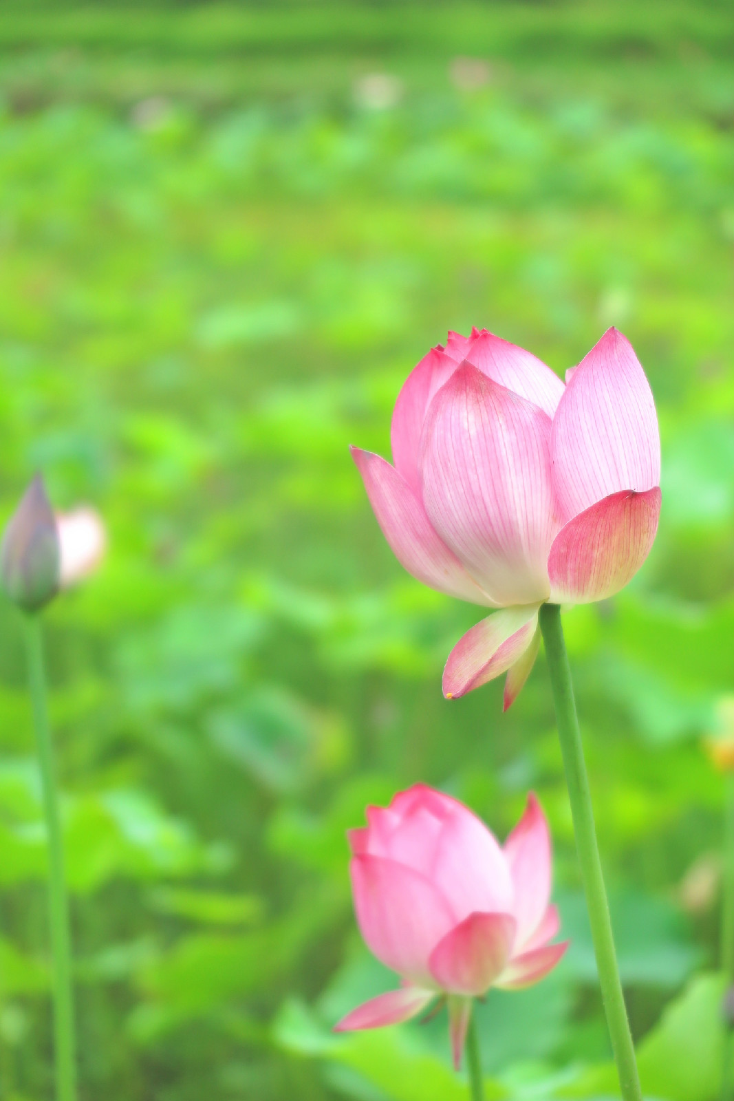 宜春荷花節