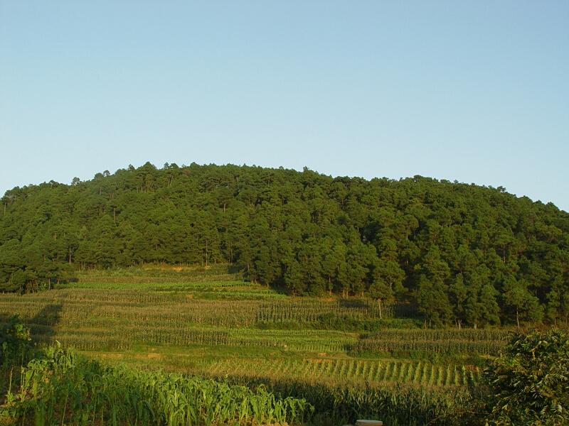 集中村(雲南省保山市隆陽區西邑鄉下轄村)