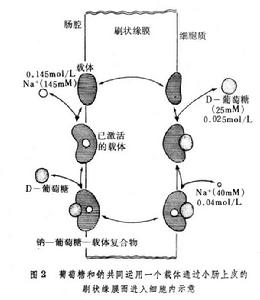 吸收