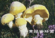 黃綠蜜環菌