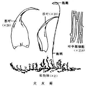 灰蘚屬