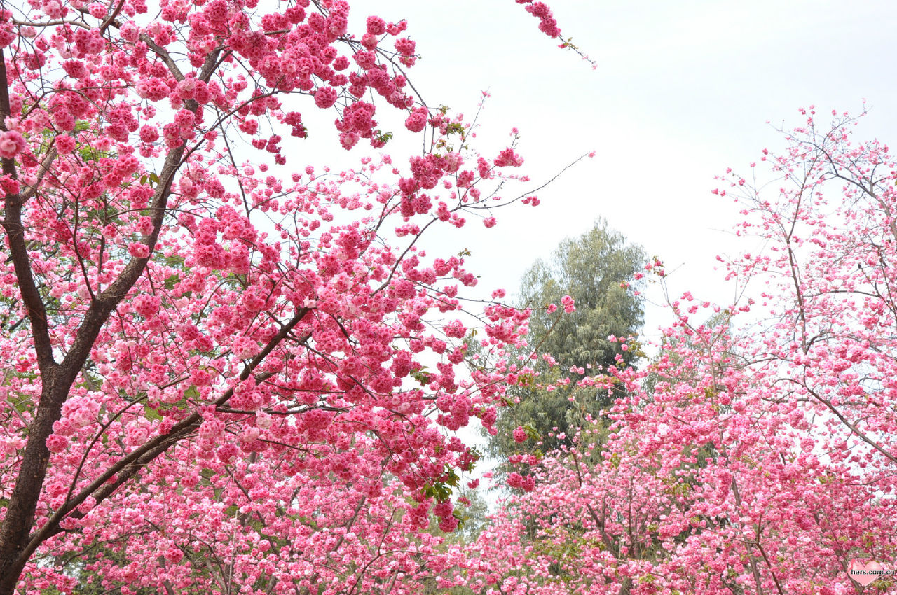 金卉莊園·櫻花花海