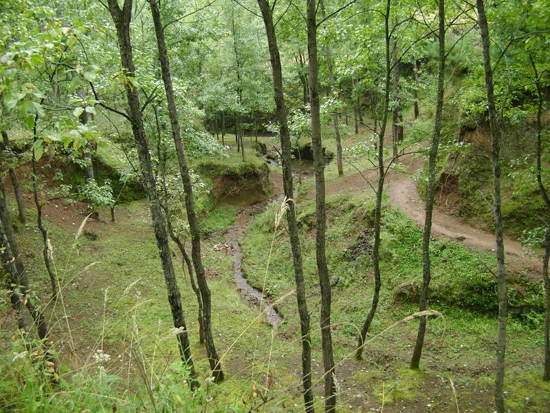 鏵子山林場