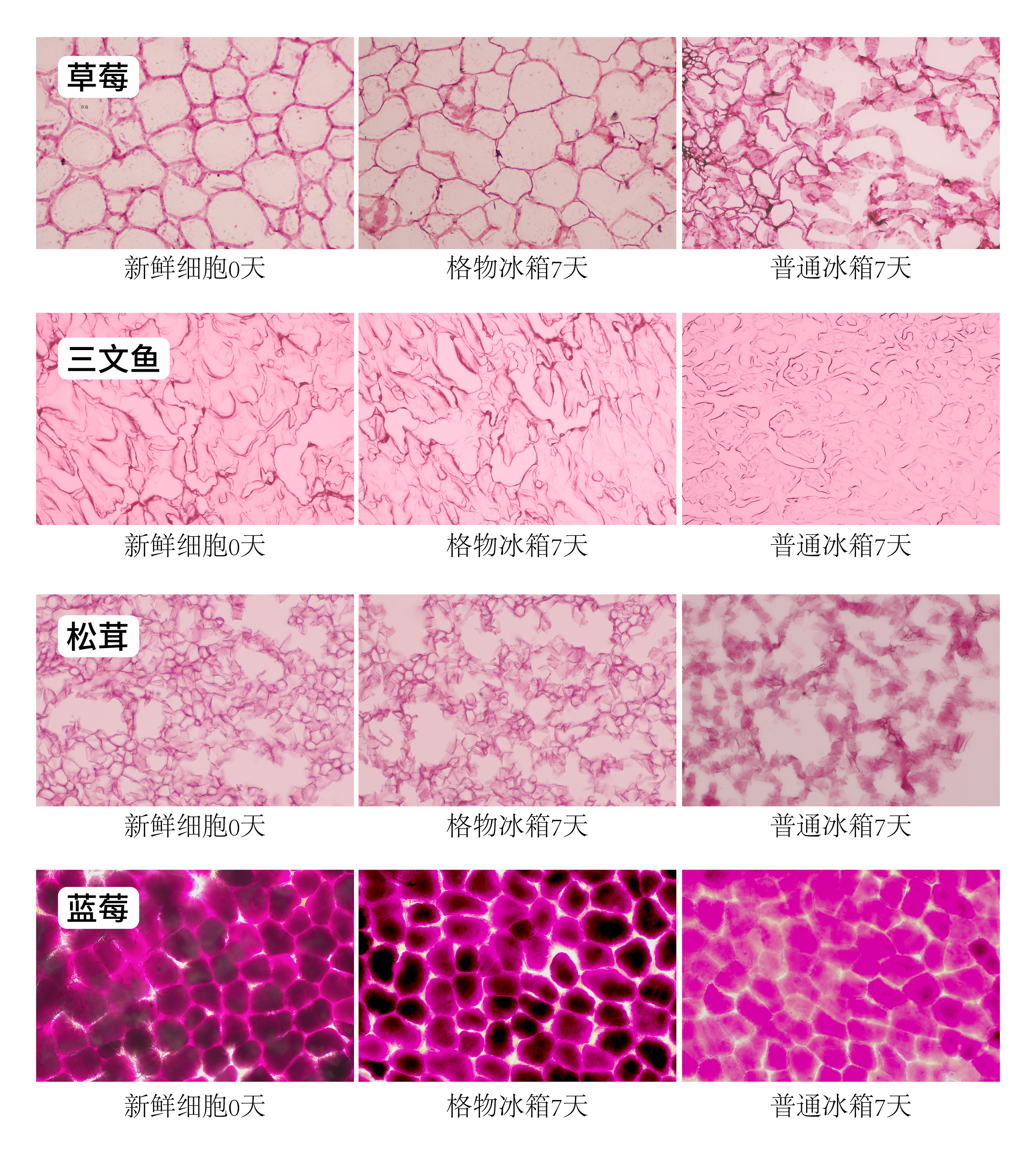 分子保鮮科技