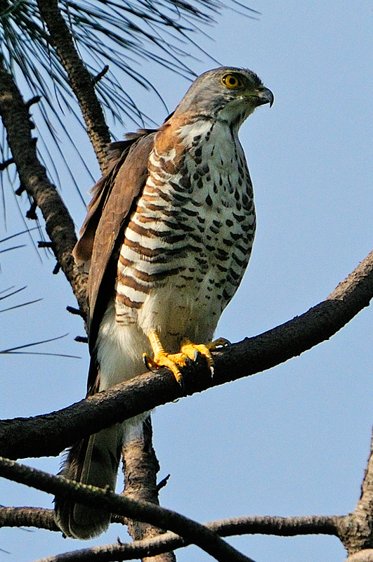 鳳頭鷹斯里蘭卡亞種