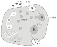 吞噬微生物