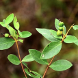 了哥王(瑞香科蕘花屬植物)