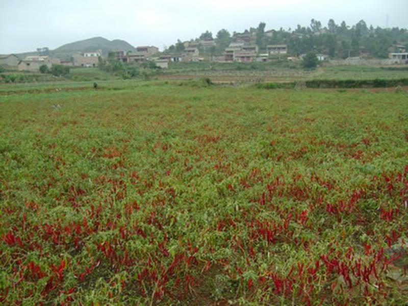 大馬恆村