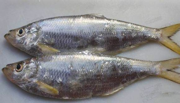 鱠魚(曹白魚)