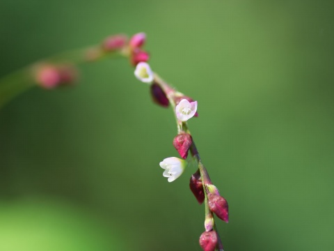 伏毛蓼的花