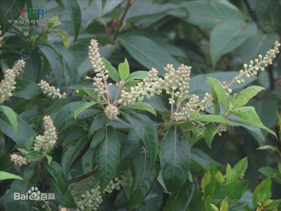 雲南榿葉樹（原變種）