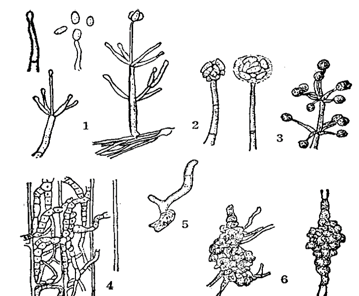 大麗輪枝菌