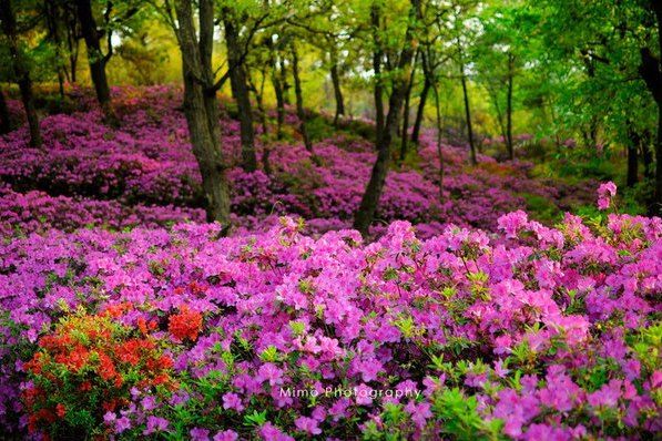 昆明杜鵑花節