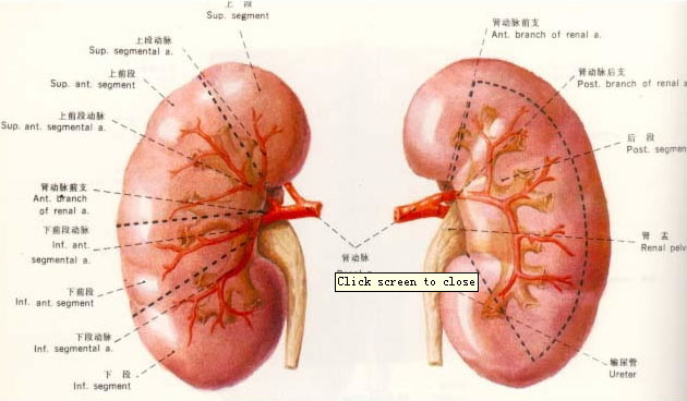 腎臟