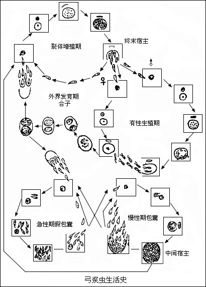 病原變化