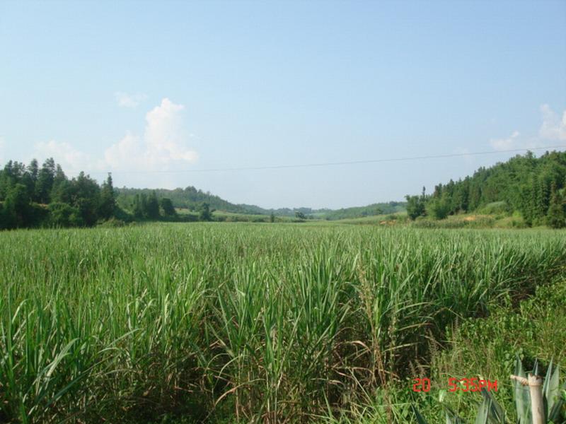 芒幫自然村種植業——甘蔗