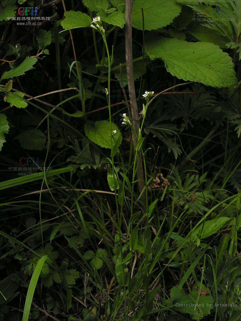 紫花硬毛南芥