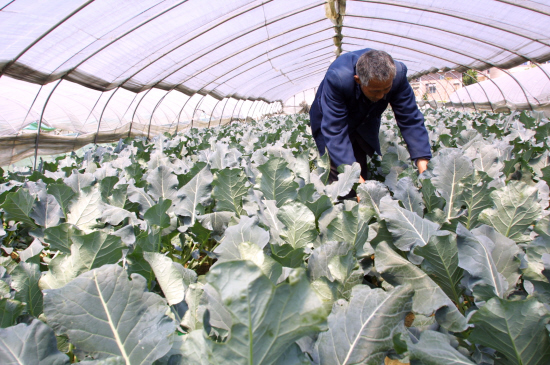 環渚鄉大棚蔬菜園