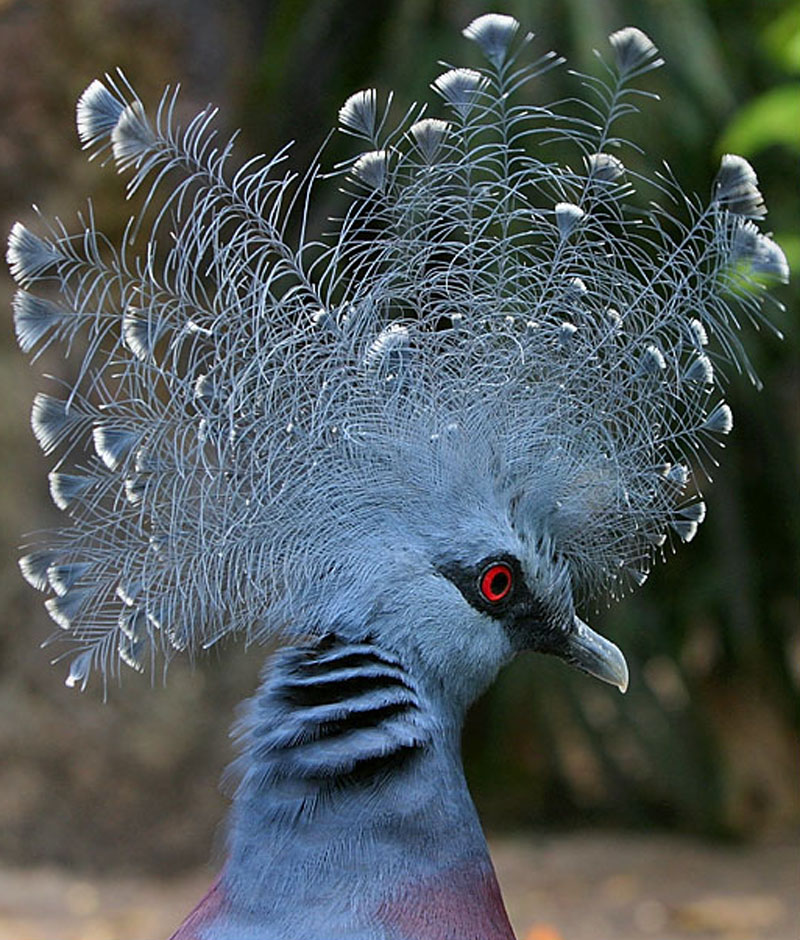 維多利亞鳳冠鳩(維多利亞冠鳩)