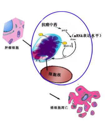 阻滯癌細胞的增殖周期促凋亡