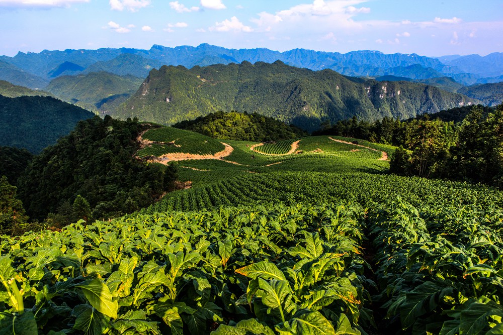 白石鄉(廣西興安縣地名)