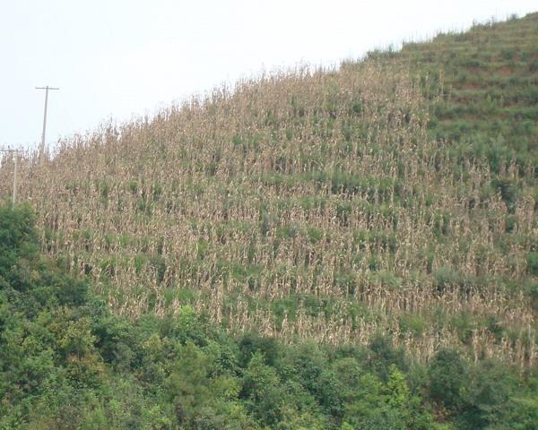 種植業