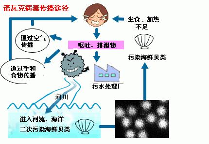 諾瓦克病毒