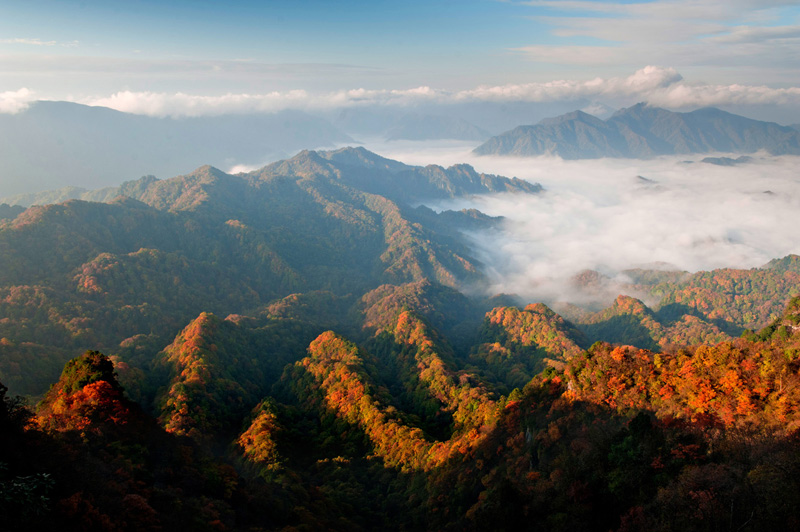 巴山土雞