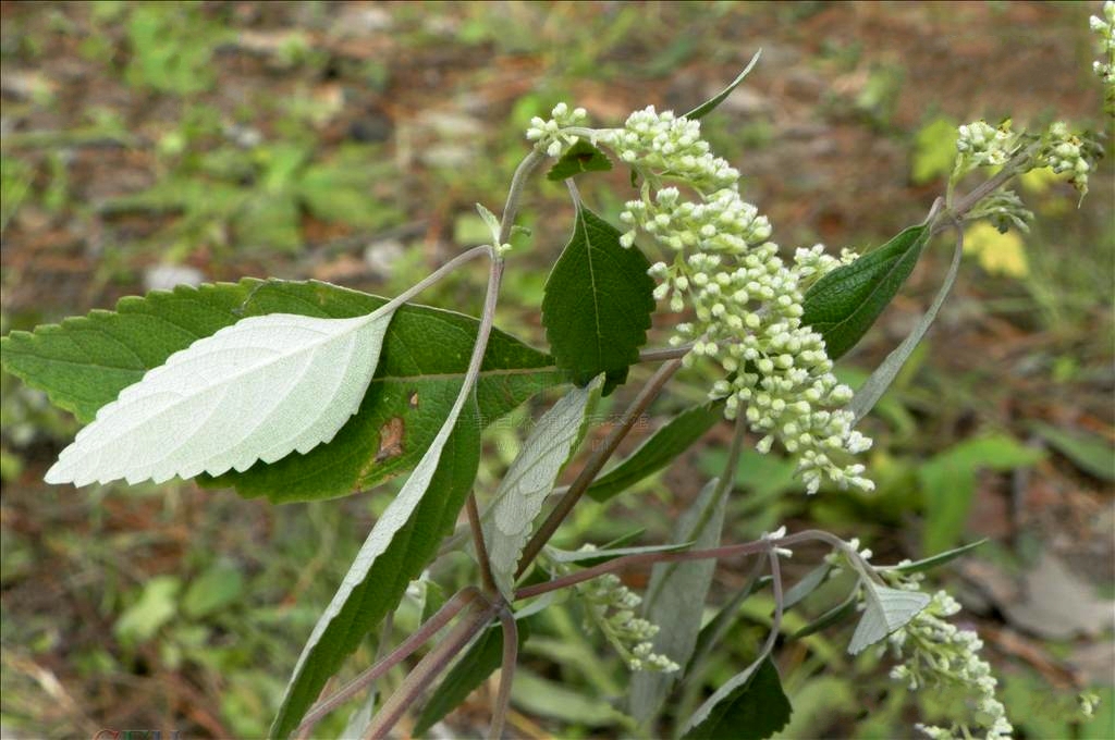 野拔子(唇形科香薷屬植物)