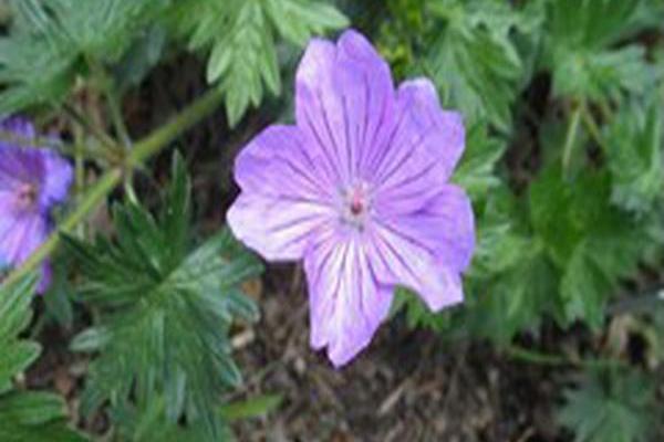 Geranium \x27Blushing Turtle\x27