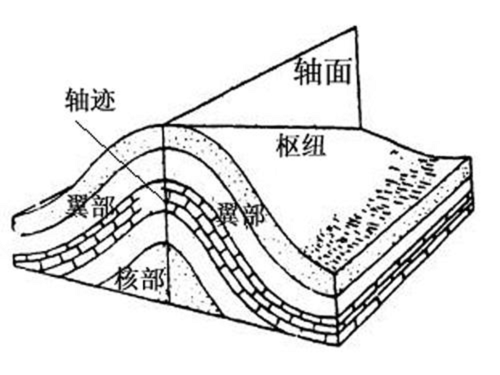 褶皺翼