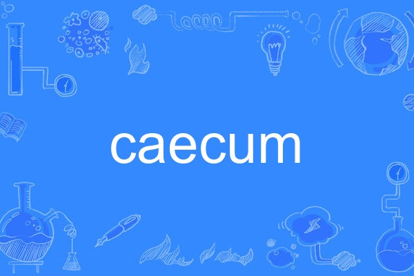 caecum