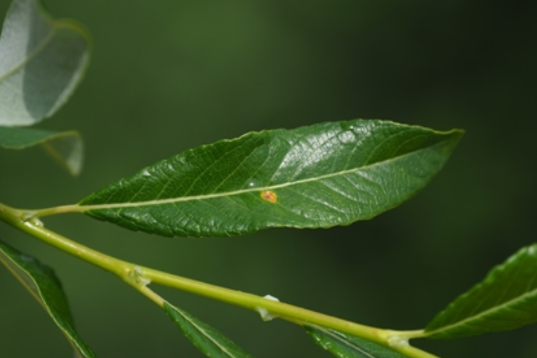 江界柳（原變種）(江界柳 （原變種）)