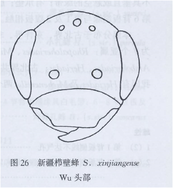 新疆櫛壁蜂