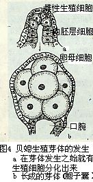 圖4 貝螅生殖芽體的發生