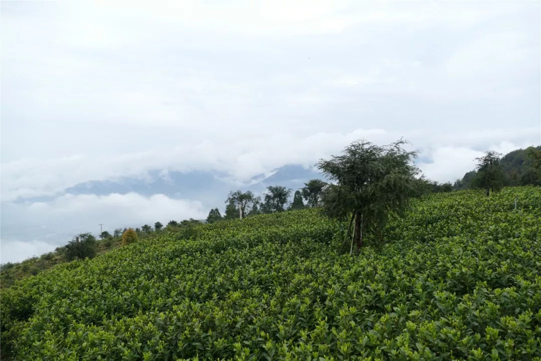 平陽黃湯茶