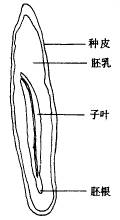 羽葉丁香種子