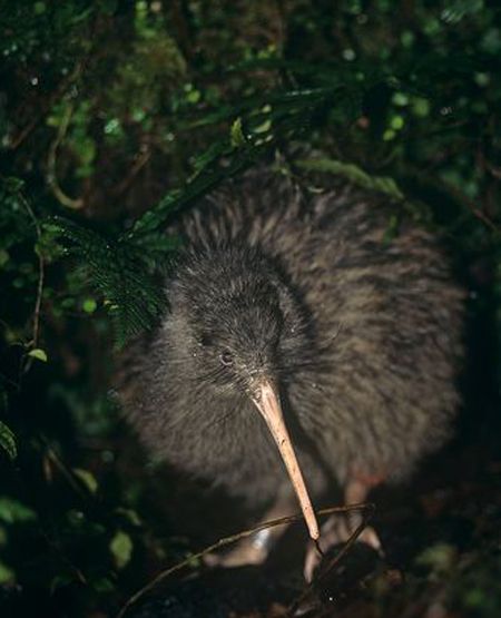 奧卡里托褐幾維鳥