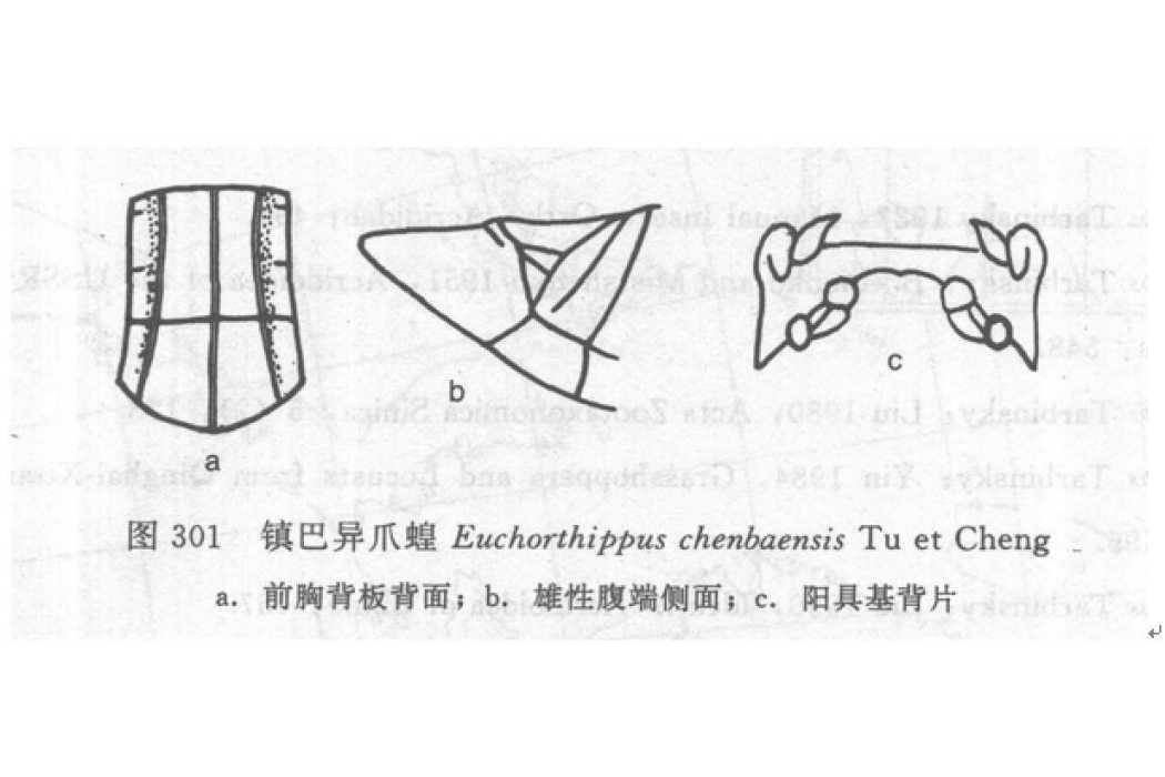 鎮巴異爪蝗