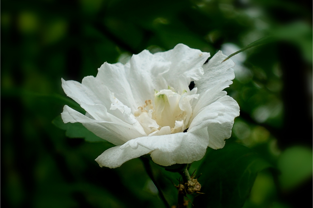 重瓣白花木槿