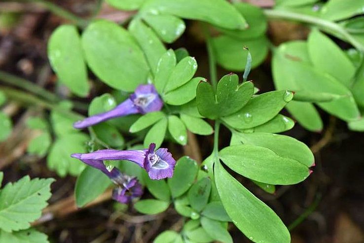 全葉延胡索(罌粟科紫堇屬植物)