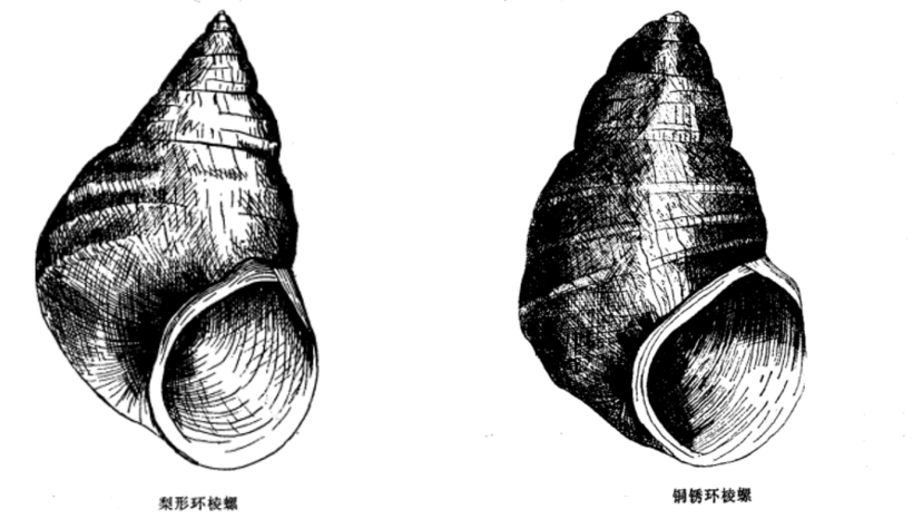 銅銹環棱螺