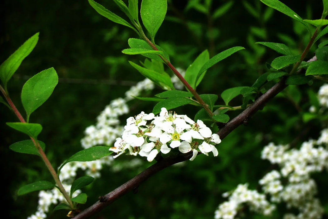 李葉繡線菊（原變種）