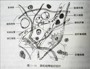 疏鬆結締組織切片