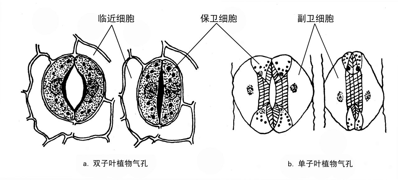 氣孔運動