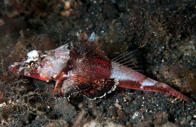 棘鱗牛尾魚