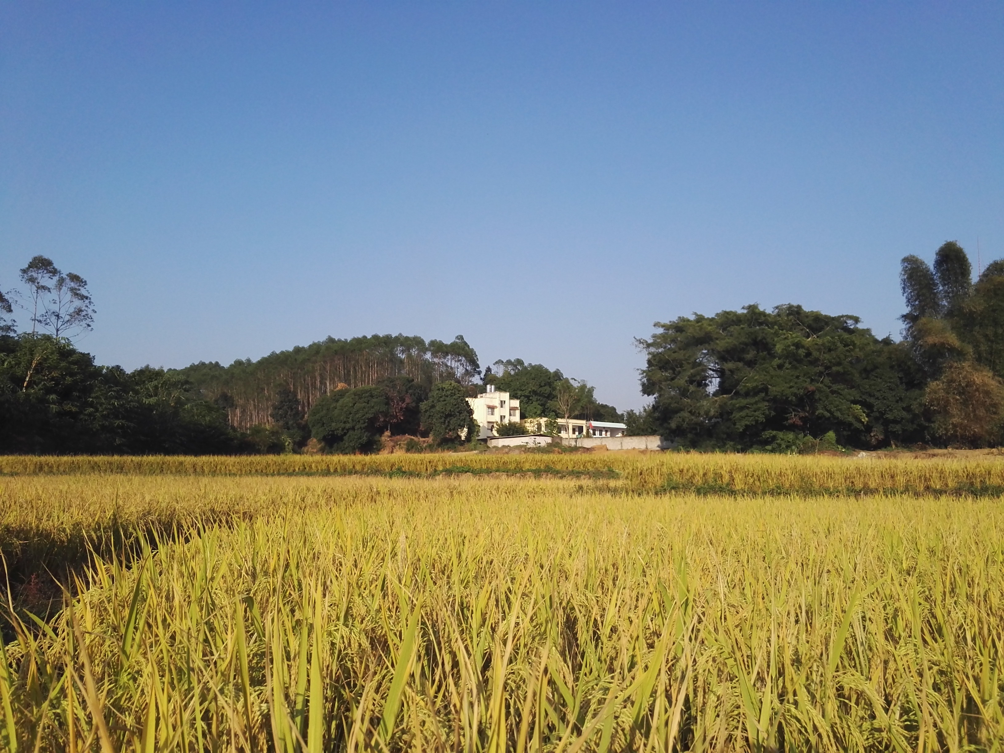 新田鎮社門村