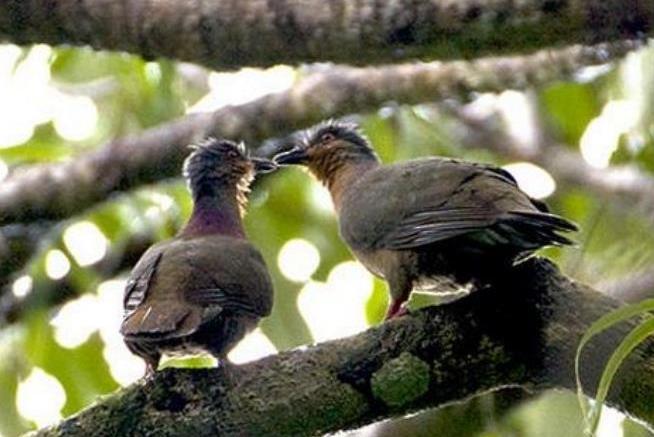 棕耳褐果鳩