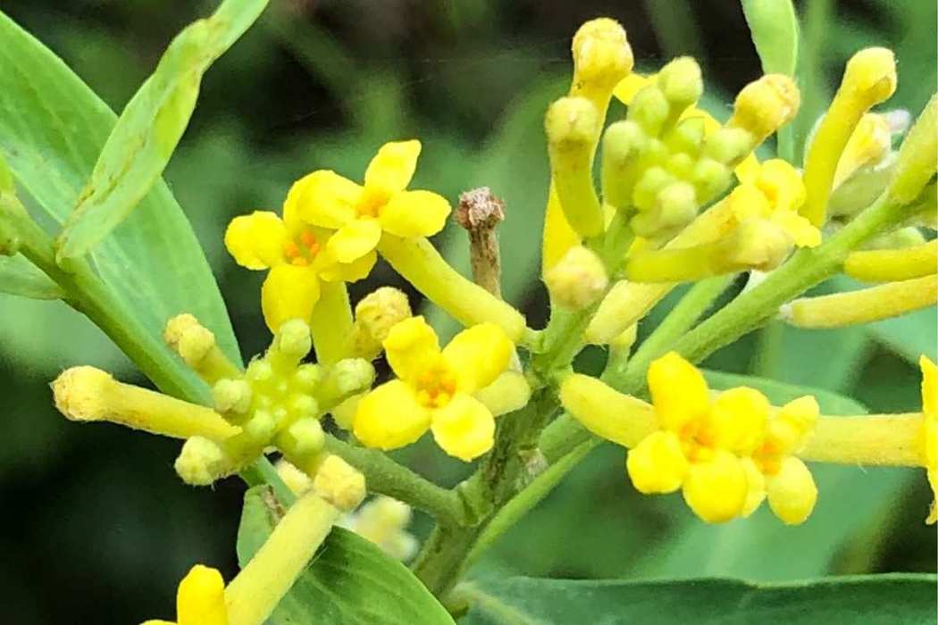 河朔蕘花九龍山群體